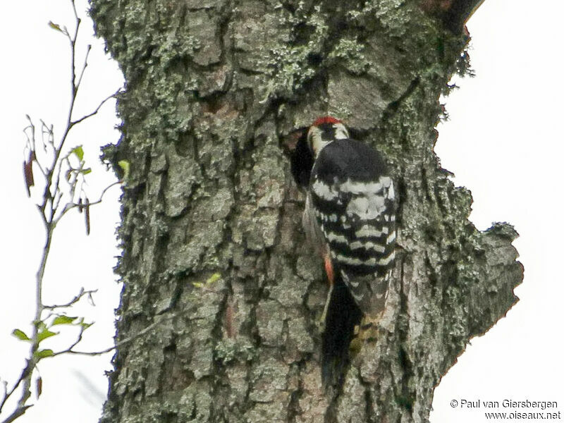 White-backed Woodpeckeradult