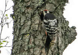 White-backed Woodpecker