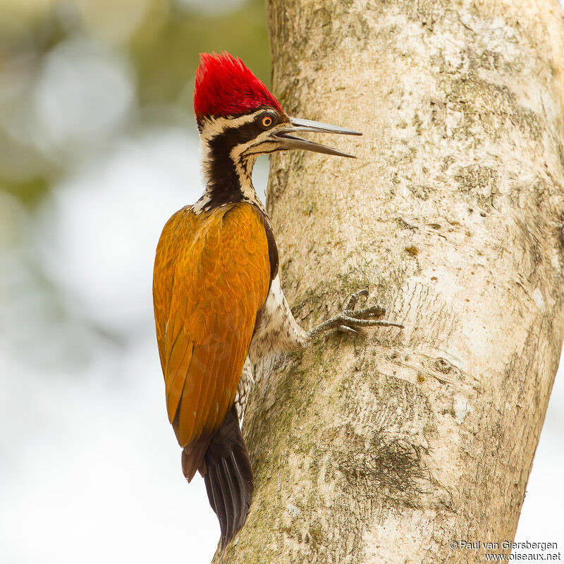 Greater Flameback