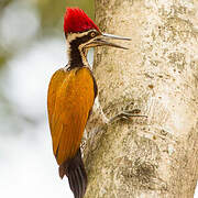 Greater Flameback