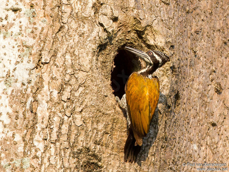 Greater Flameback