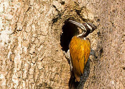 Greater Flameback