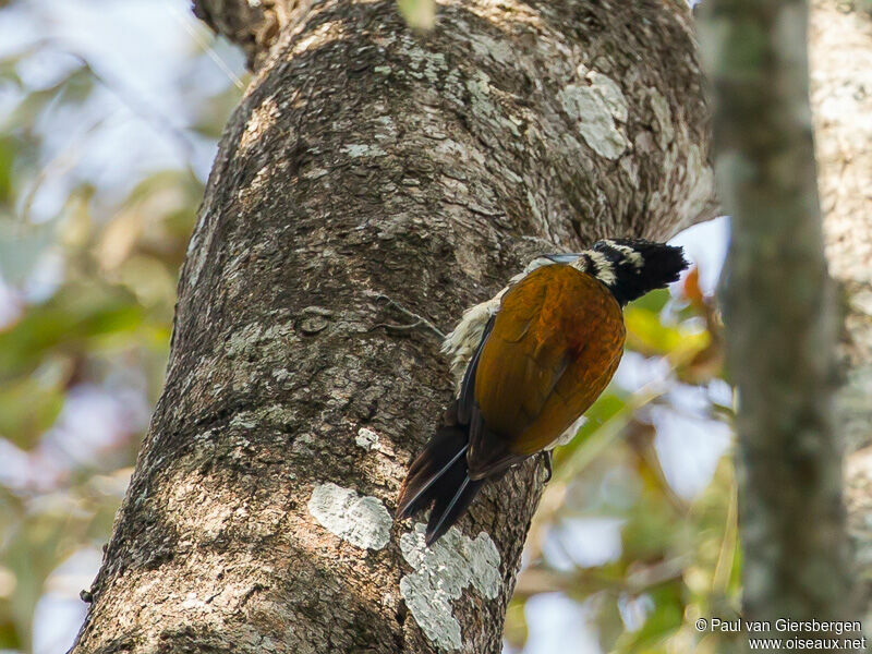 Common Flameback