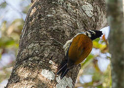 Common Flameback