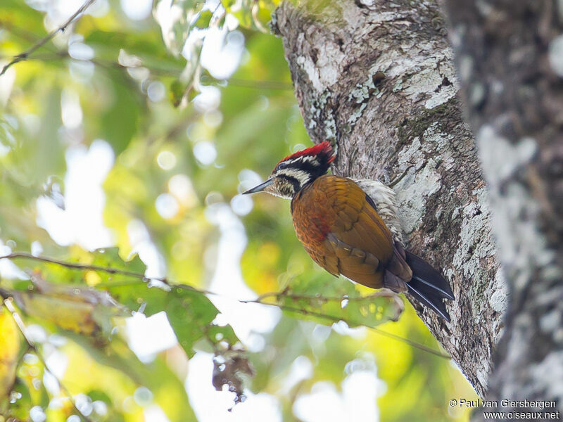 Common Flameback