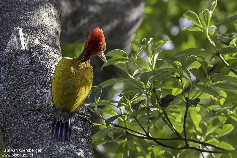 Red-headed Flameback male adult