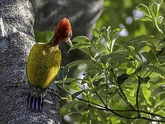 Red-headed Flameback