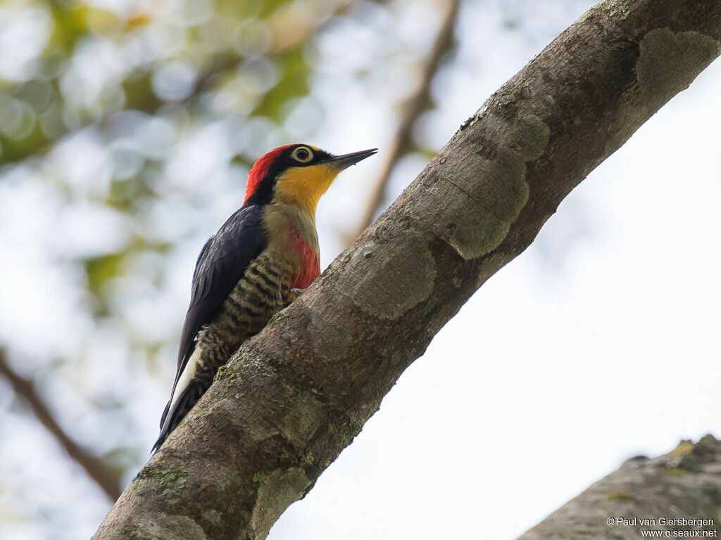 Yellow-fronted Woodpecker