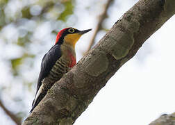 Yellow-fronted Woodpecker