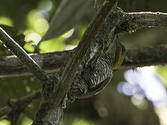 White-throated Woodpecker