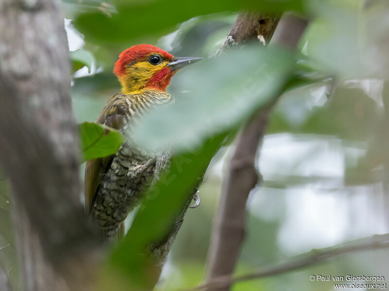 Yellow-throated Woodpecker