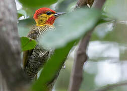 Yellow-throated Woodpecker