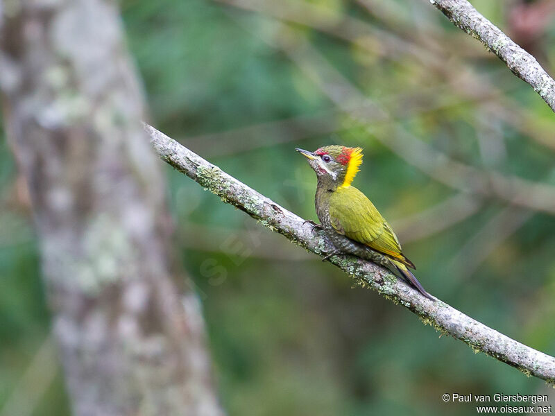 Lesser Yellownape