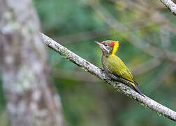 Lesser Yellownape