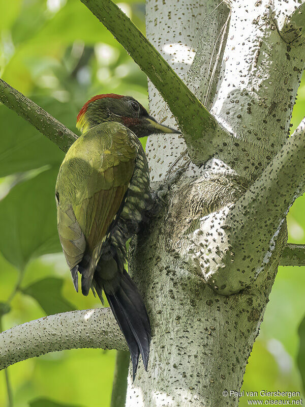 Lesser Yellownape male adult