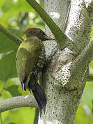 Lesser Yellownape