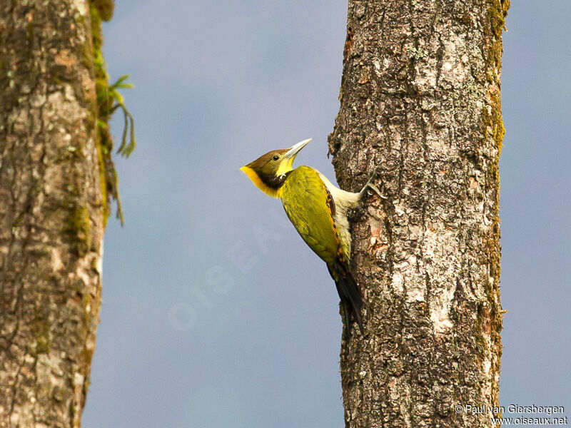 Greater Yellownapeadult