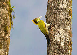 Greater Yellownape