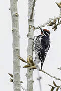 Red-naped Sapsucker