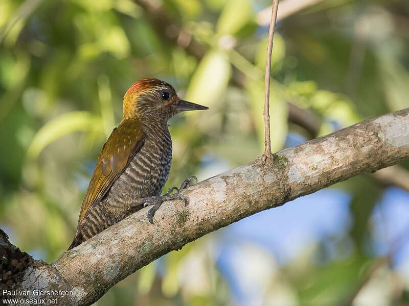 Yellow-eared Woodpecker male adult, identification