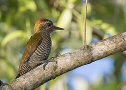 Yellow-eared Woodpecker