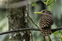 Pic à oreillons rouges