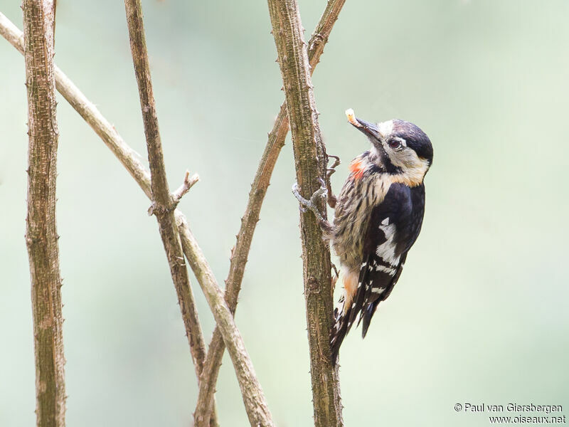 Crimson-breasted Woodpecker