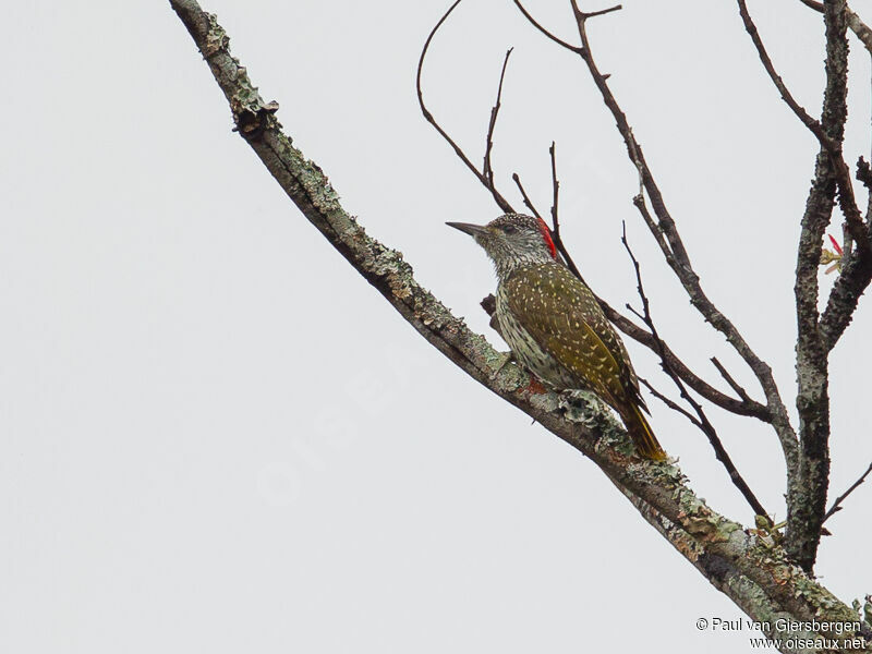 Golden-tailed Woodpecker