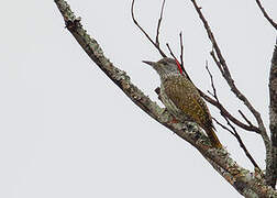 Golden-tailed Woodpecker