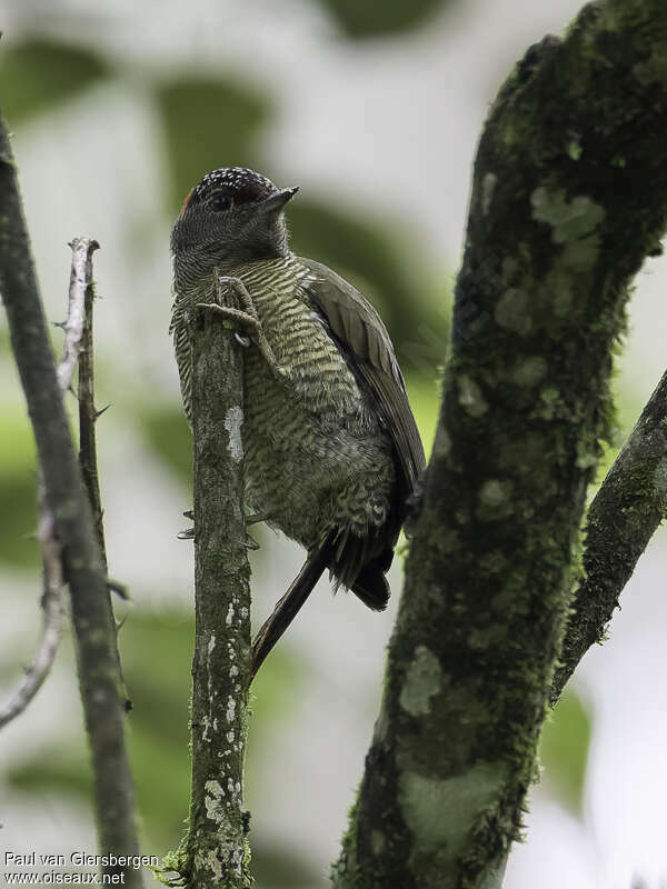 Fine-banded Woodpecker female adult