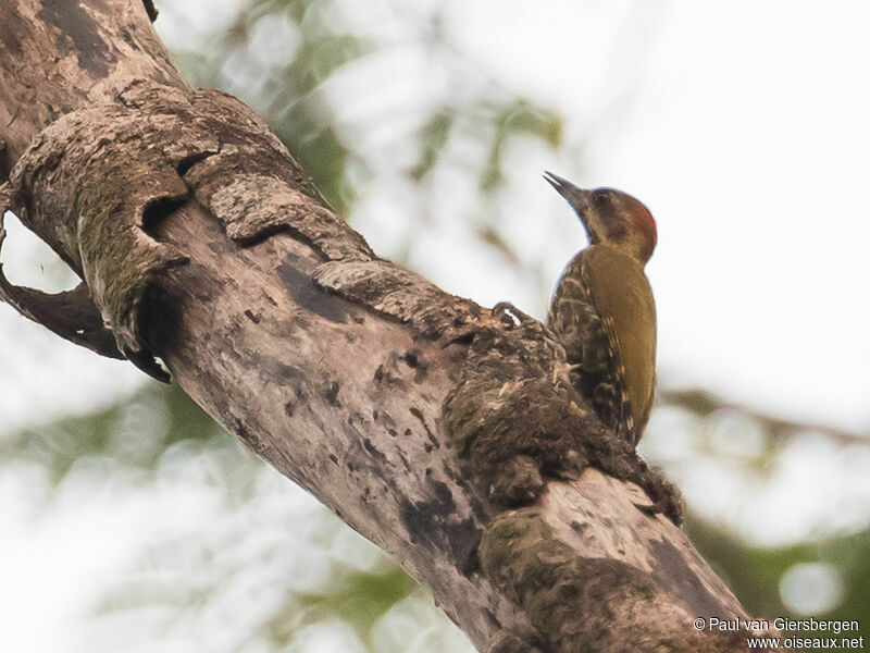 Melancholy Woodpecker male adult