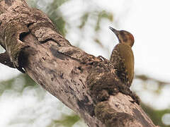 Melancholy Woodpecker