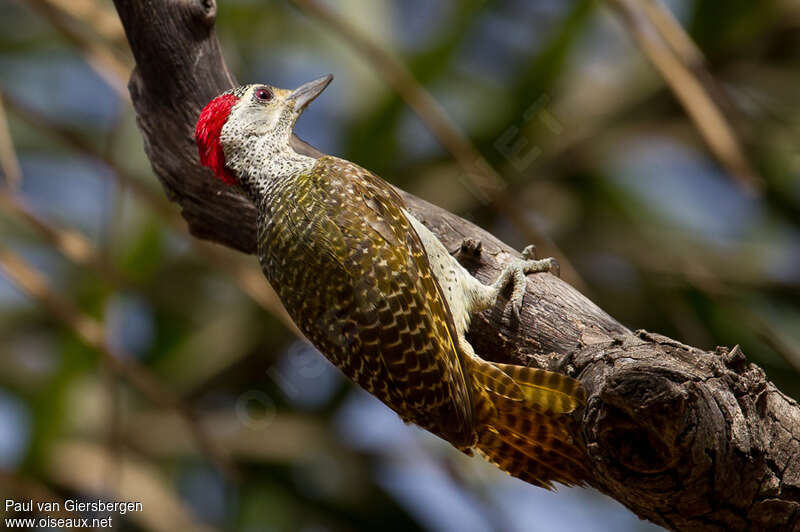 Fine-spotted Woodpecker female adult, Behaviour