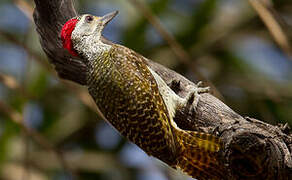 Fine-spotted Woodpecker