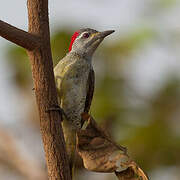 Fine-spotted Woodpecker