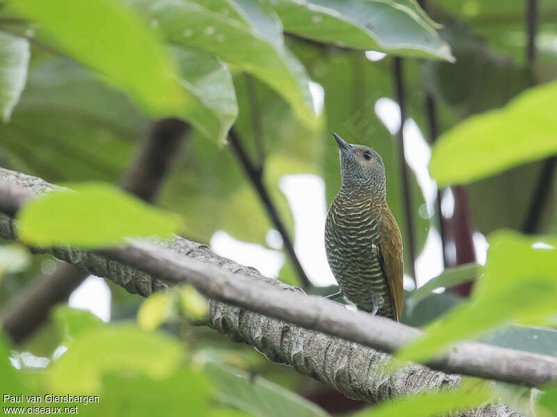 Grey-crowned Woodpecker