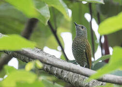 Grey-crowned Woodpecker