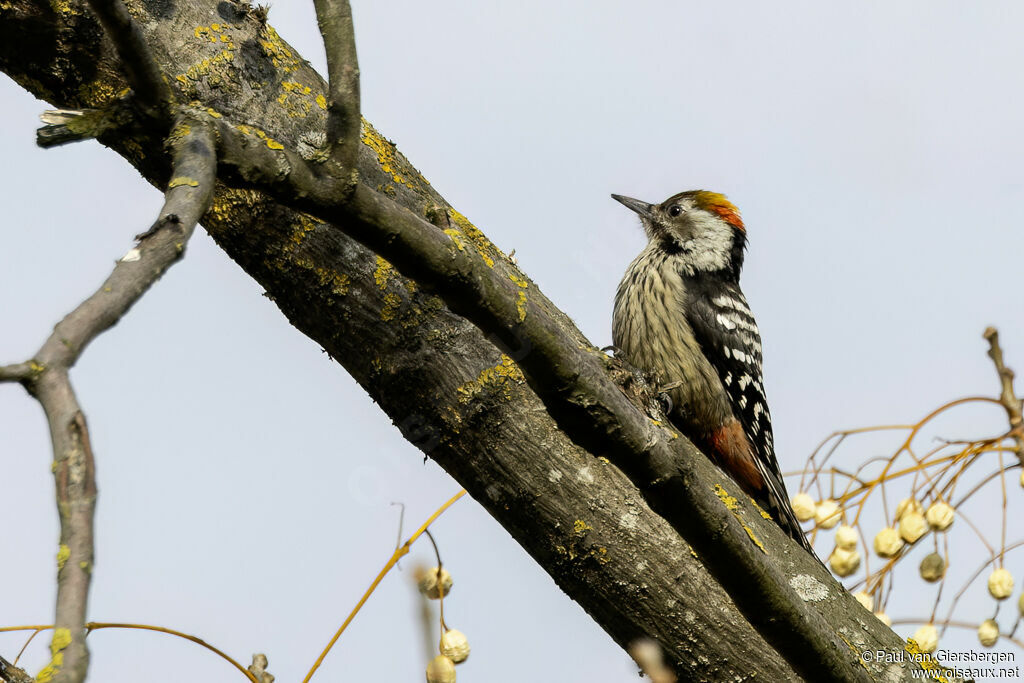Brown-fronted Woodpecker