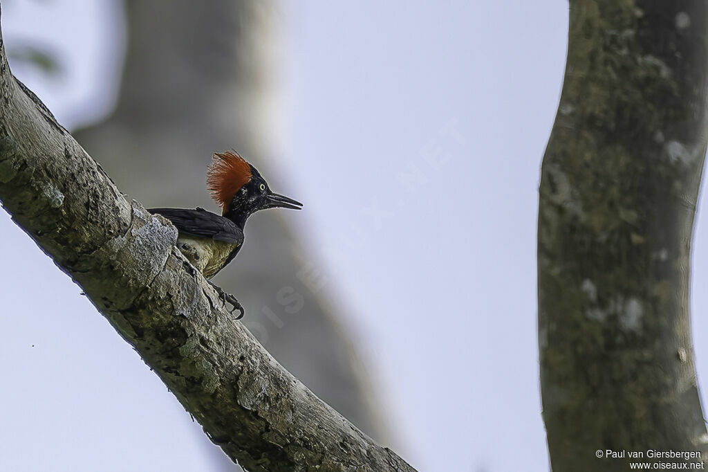 White-bellied Woodpecker