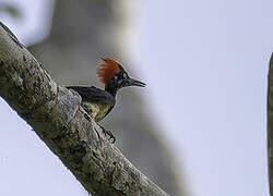 White-bellied Woodpecker