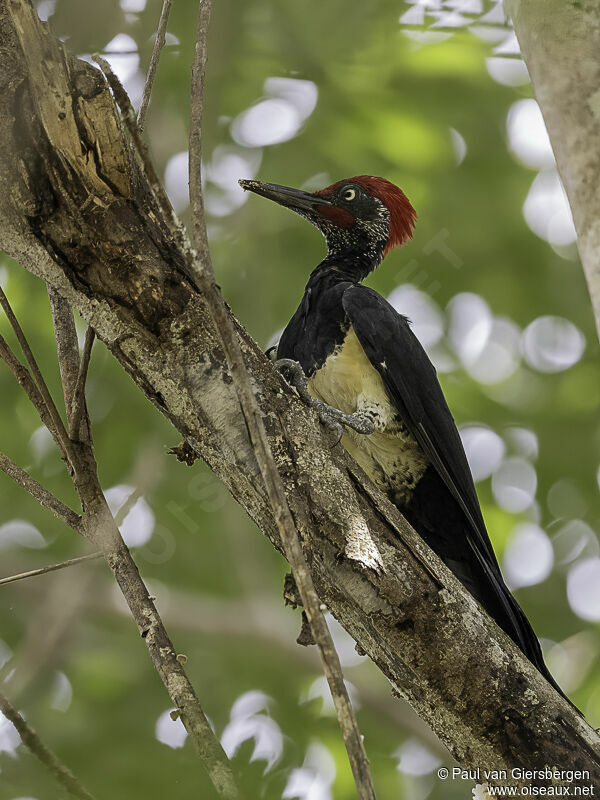 White-bellied Woodpecker male adult