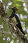 White-bellied Woodpecker