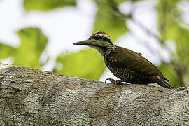 Fire-bellied Woodpecker