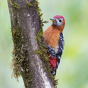 Rufous-bellied Woodpecker