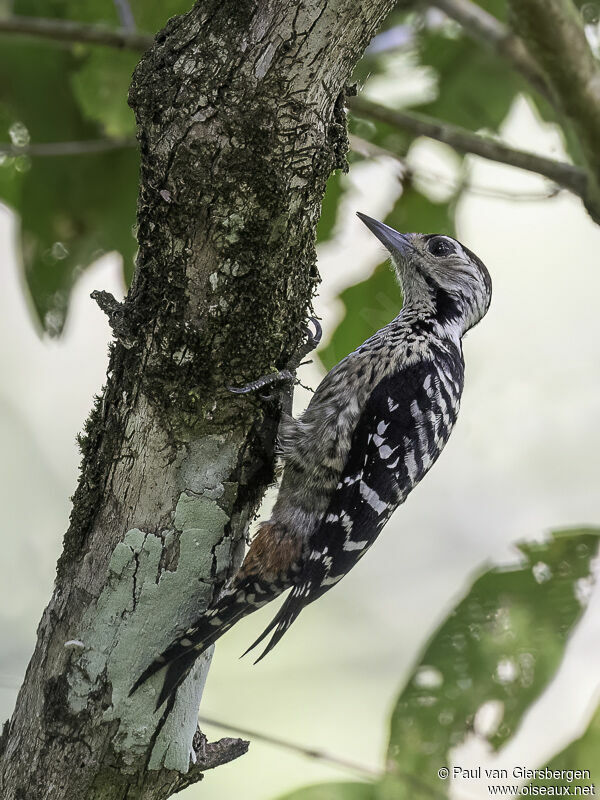 Freckle-breasted Woodpecker female adult