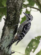 Freckle-breasted Woodpecker