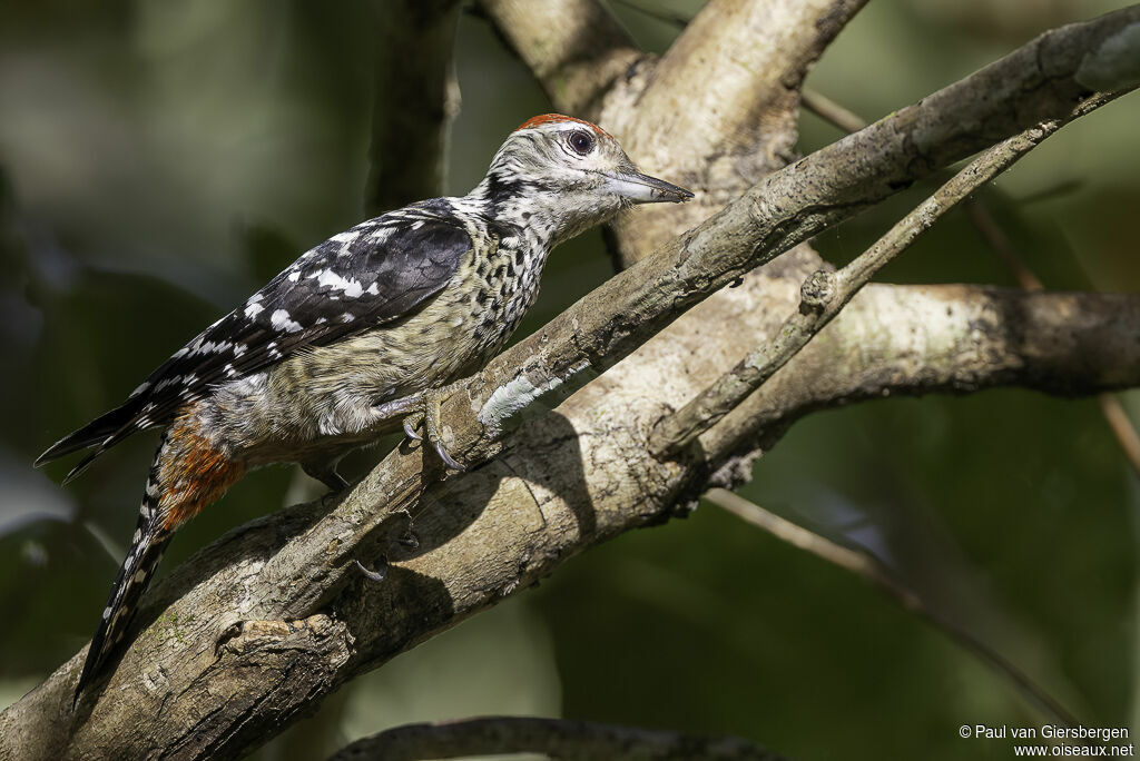 Freckle-breasted Woodpecker male adult