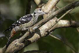 Freckle-breasted Woodpecker