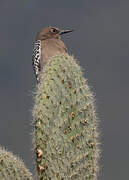 Grey-breasted Woodpecker