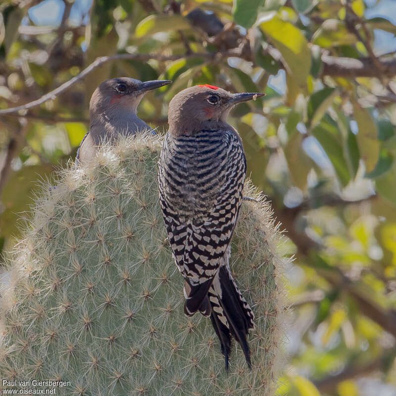Grey-breasted Woodpecker male adult breeding, identification, pigmentation